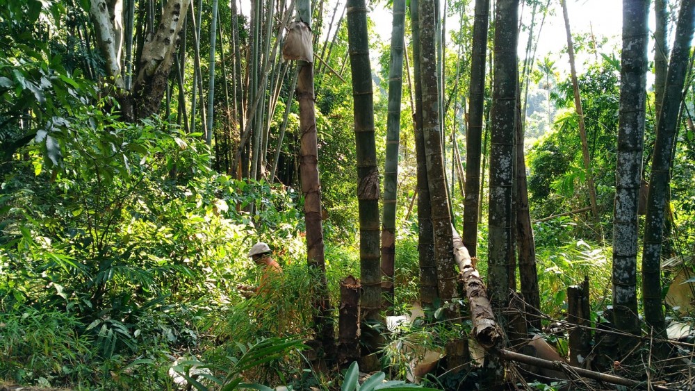 世界一の巨大竹がミャンマーにあった！！